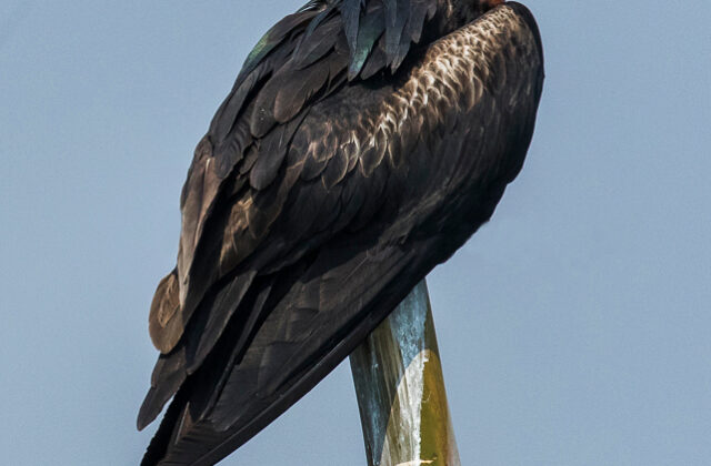 Christmas Frigatebird