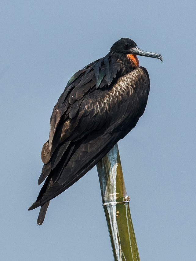 Christmas Frigatebird