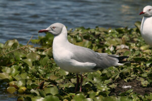 Grey-headed Gull
