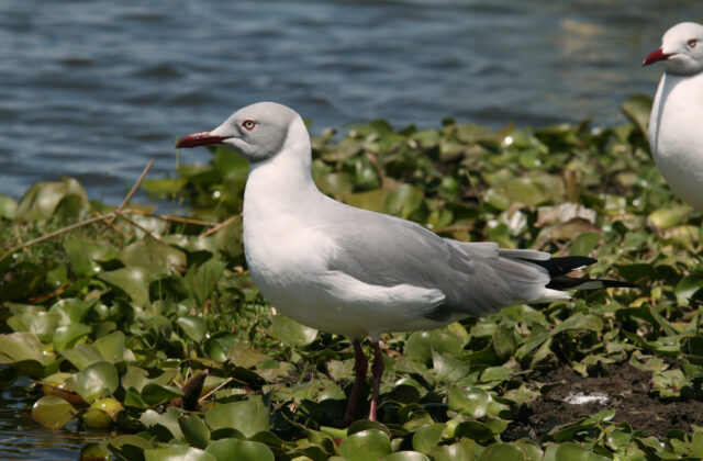 Grey-headed Gull