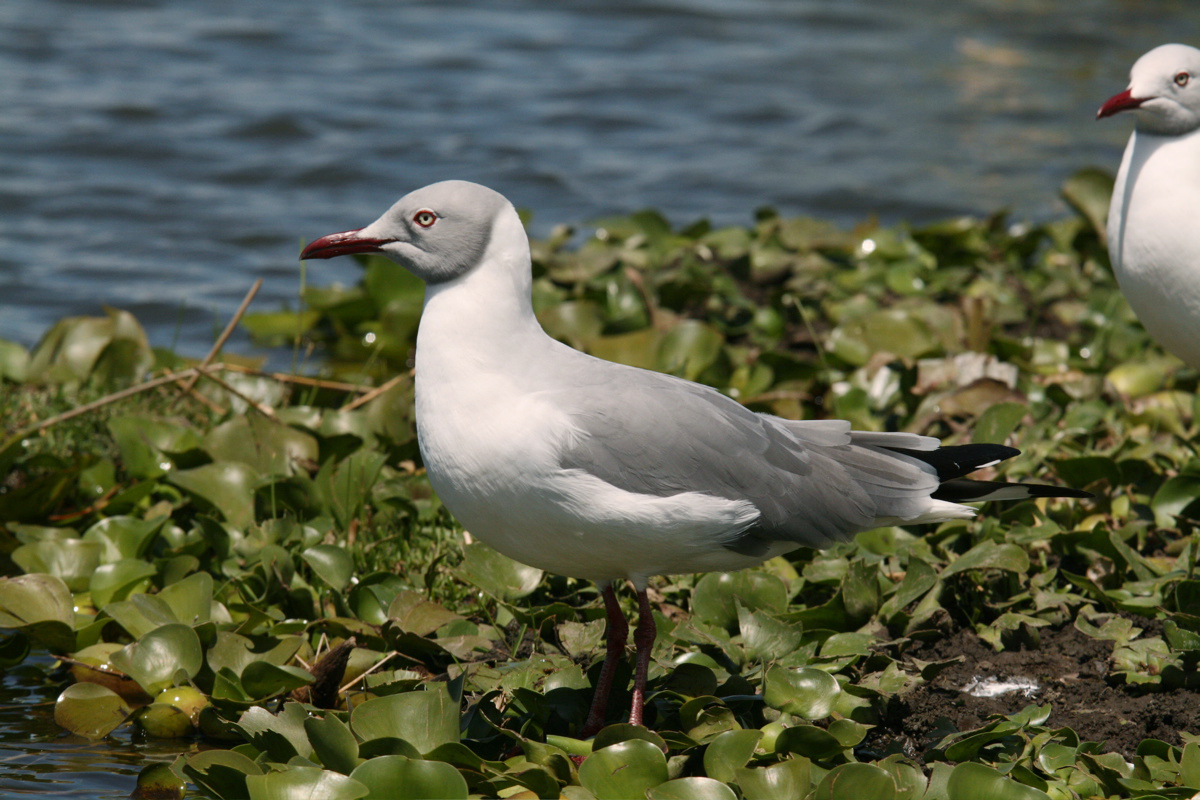 Grey-headed Gull