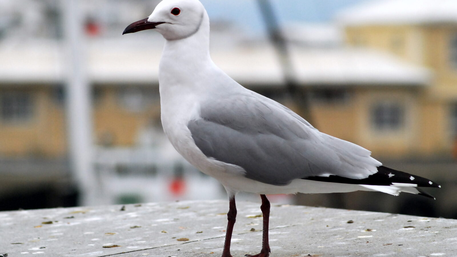 Hartlaub’s Gull