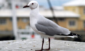Hartlaub’s Gull