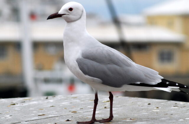 Hartlaub’s Gull