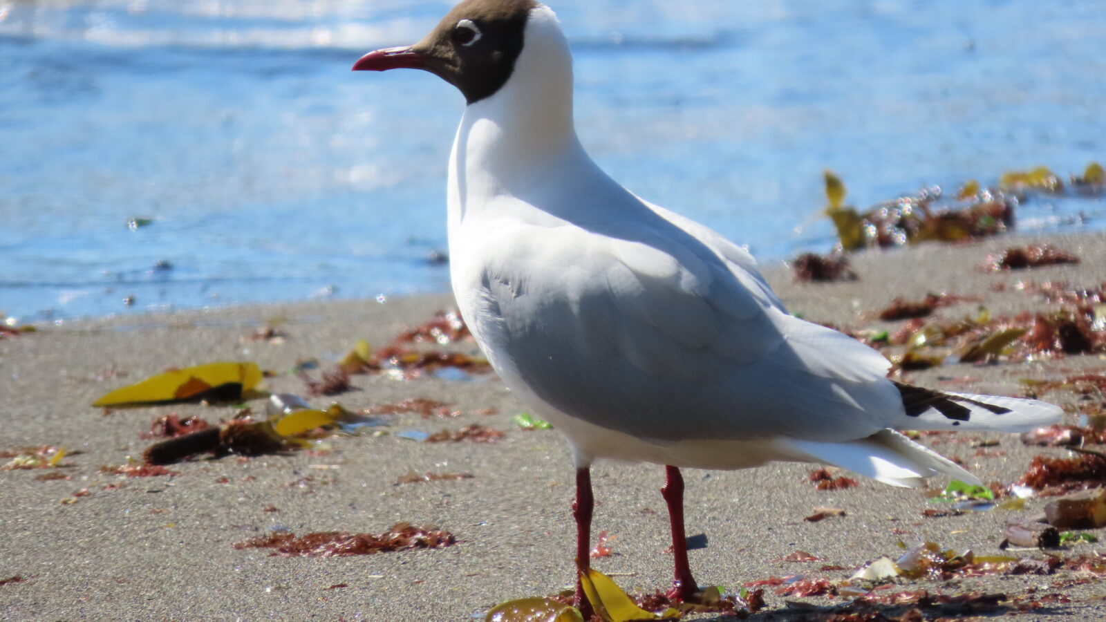 Brown-hooded Gull
