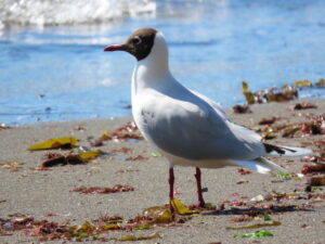 Brown-hooded Gull
