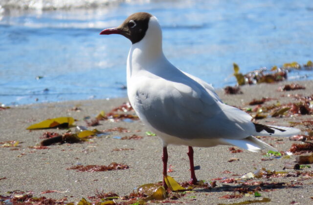 Brown-hooded Gull