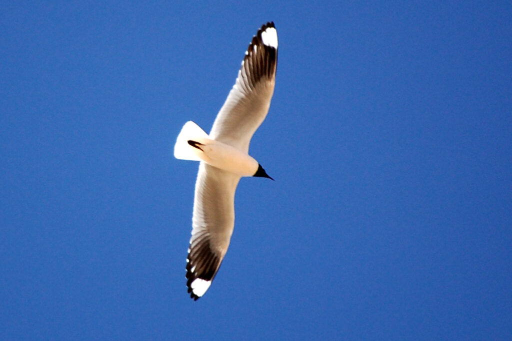 Andean Gull