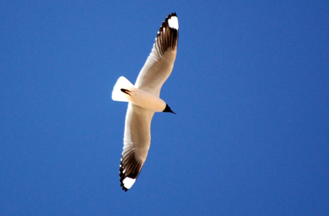 Andean Gull