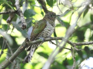African Emerald Cuckoo