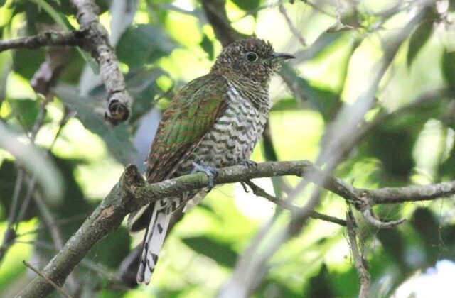 African Emerald Cuckoo