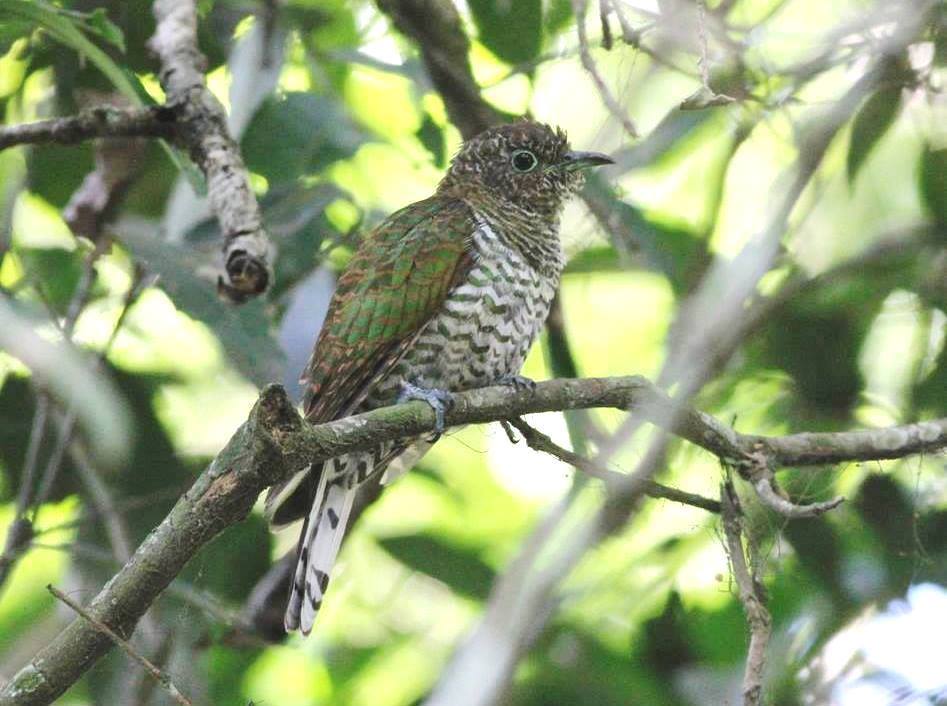 African Emerald Cuckoo