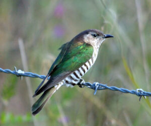 Shining Bronze Cuckoo