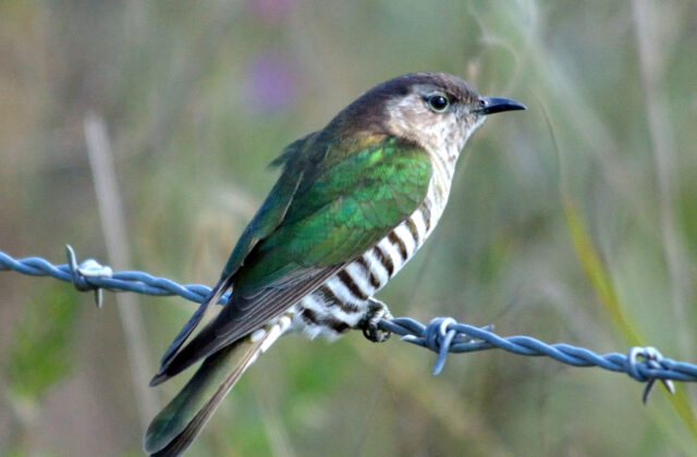 Shining Bronze Cuckoo