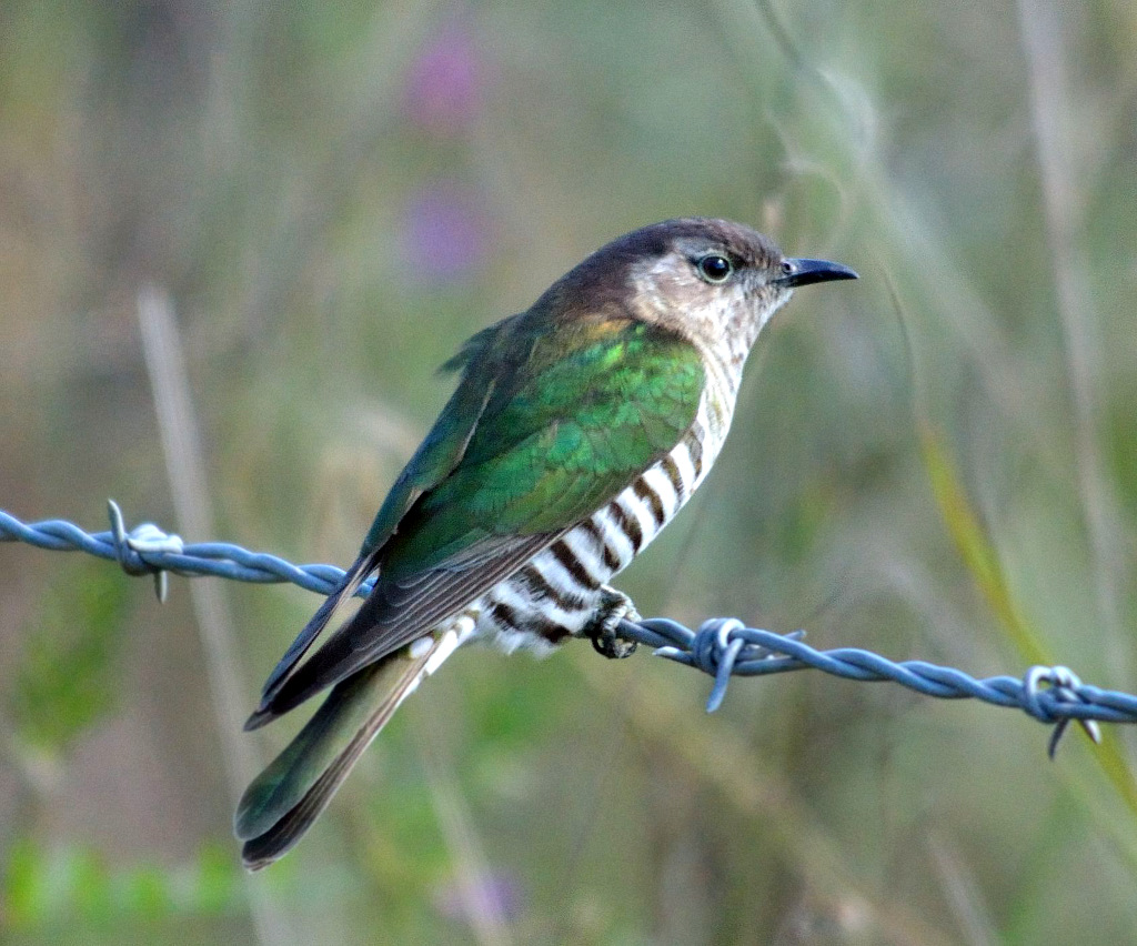 Shining Bronze Cuckoo