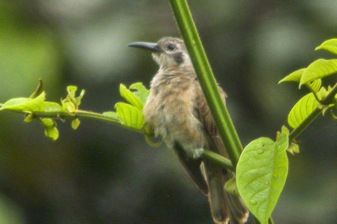 Long-billed Cuckoo