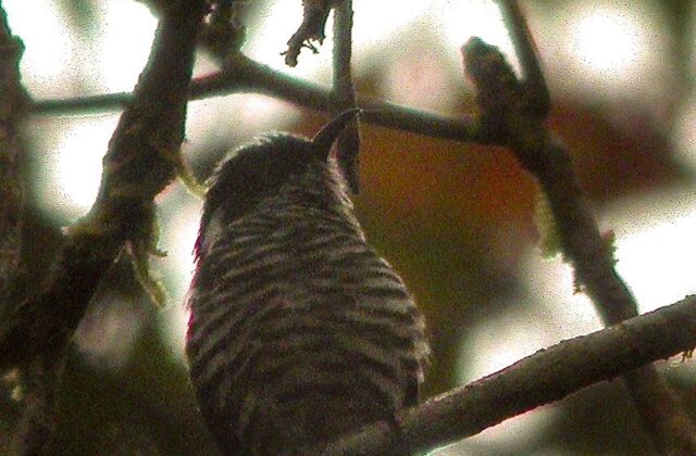White-eared Bronze Cuckoo