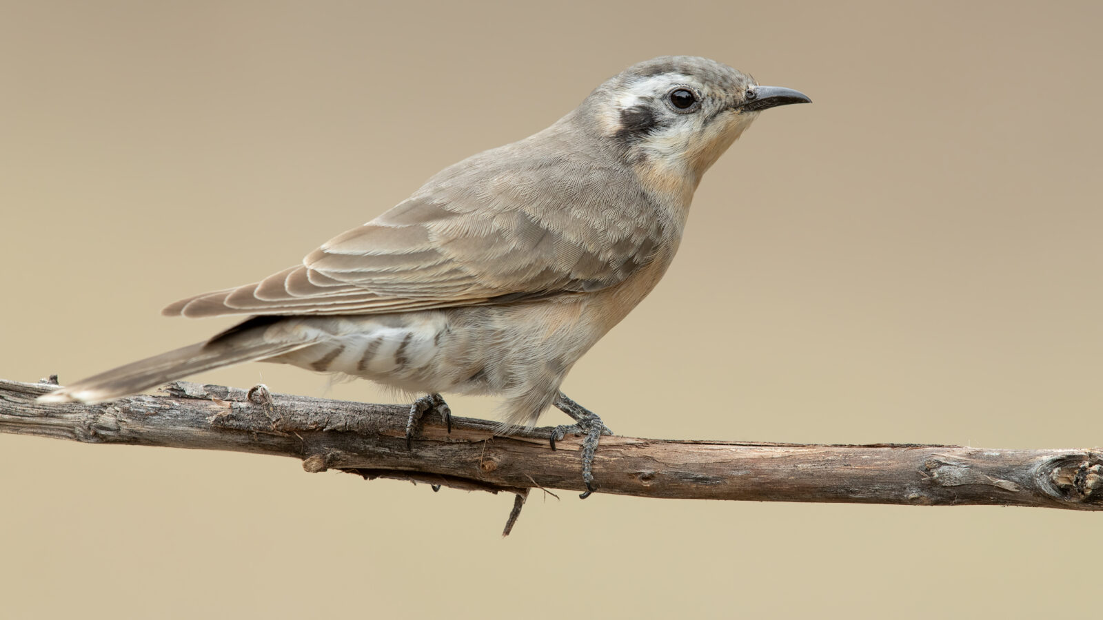 Black-eared Cuckoo