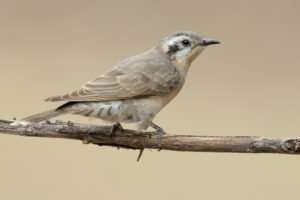 Black-eared Cuckoo