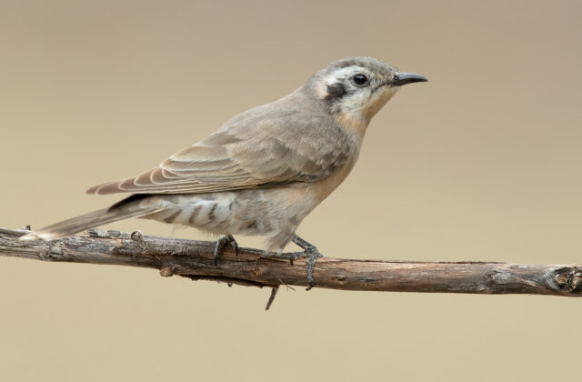Black-eared Cuckoo