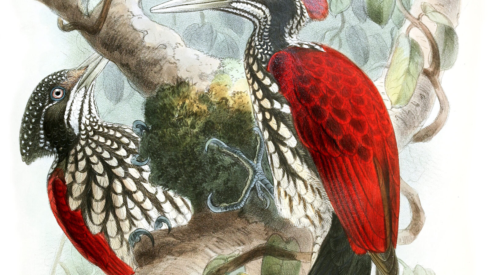 Crimson-backed Flameback