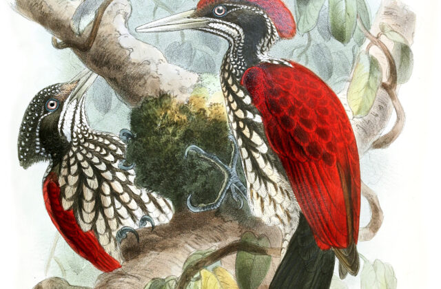 Crimson-backed Flameback