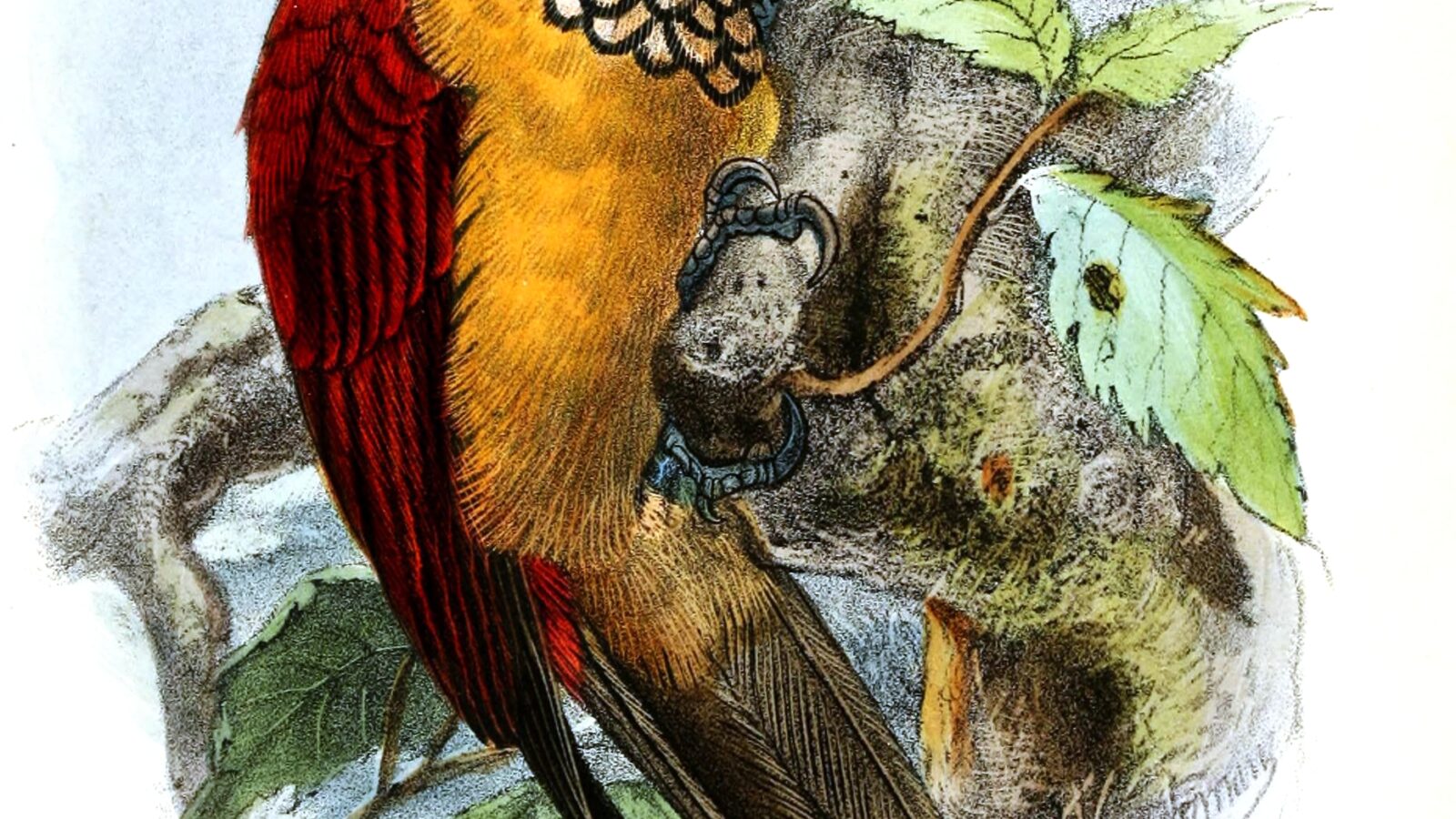 Yellow-faced Flameback