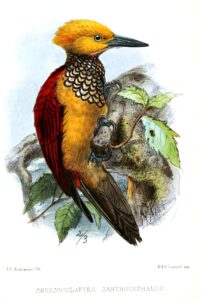 Yellow-faced Flameback