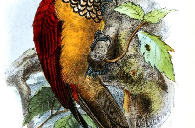 Yellow-faced Flameback