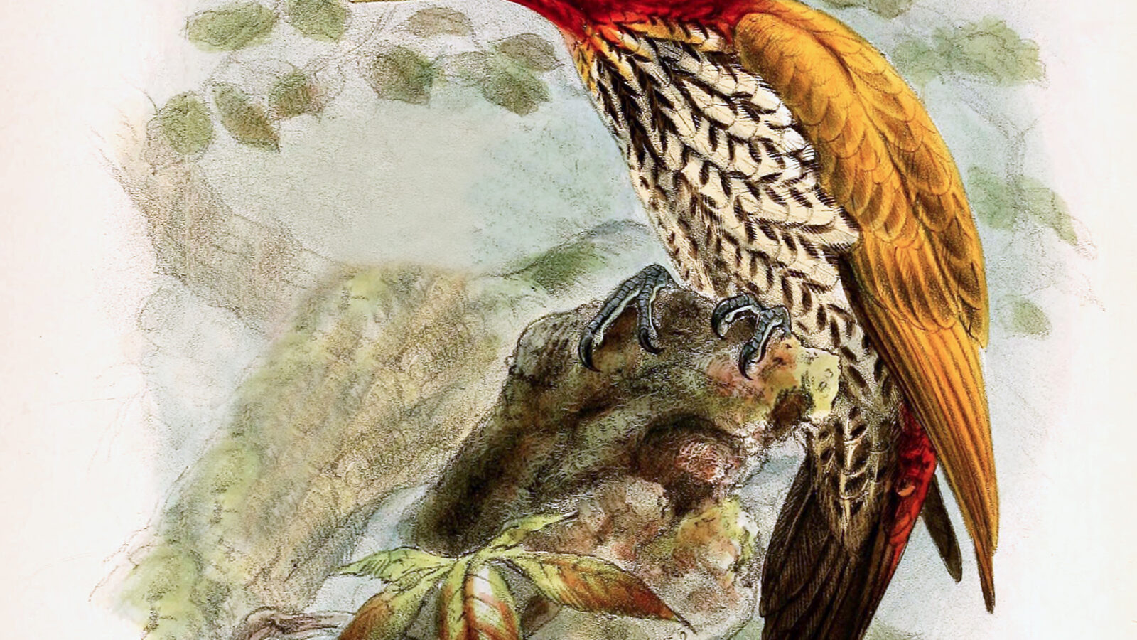 Red-headed Flameback