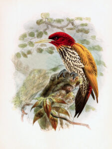 Red-headed Flameback