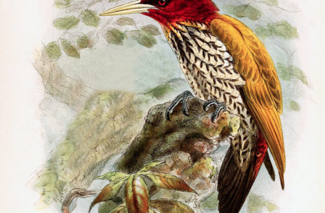 Red-headed Flameback