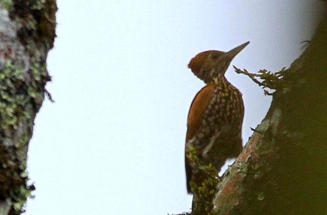 Buff-spotted Flameback