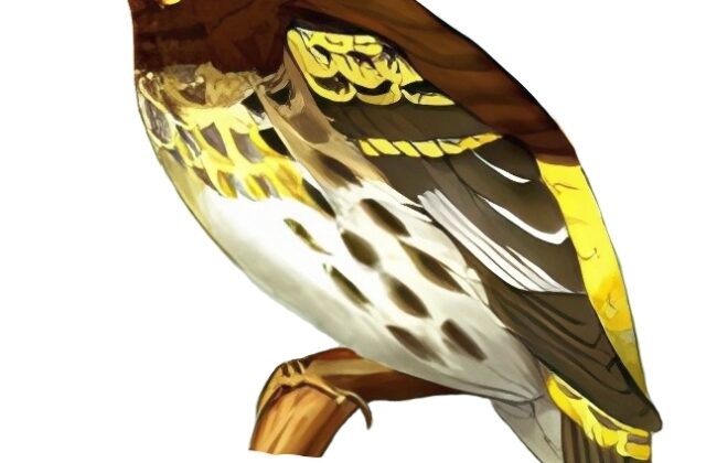 Indonesian Serin
