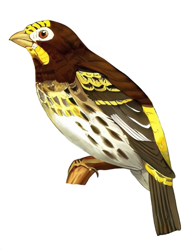 Indonesian Serin
