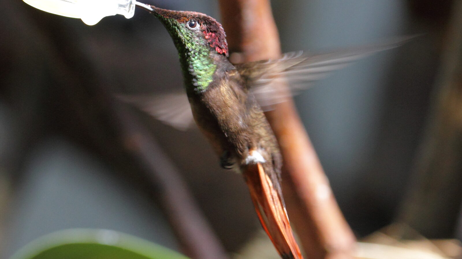 Ruby-topaz Hummingbird