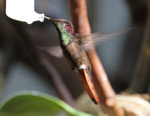 Ruby-topaz Hummingbird