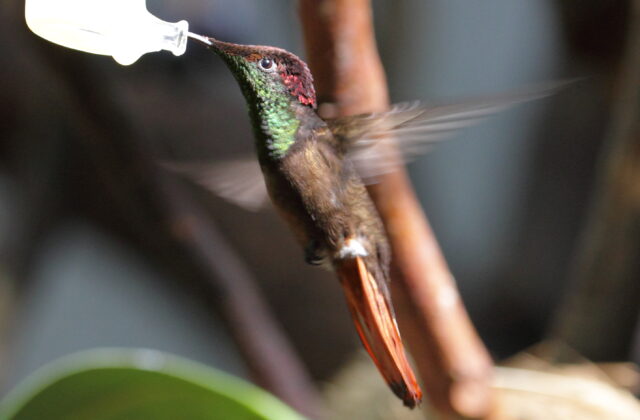 Ruby-topaz Hummingbird