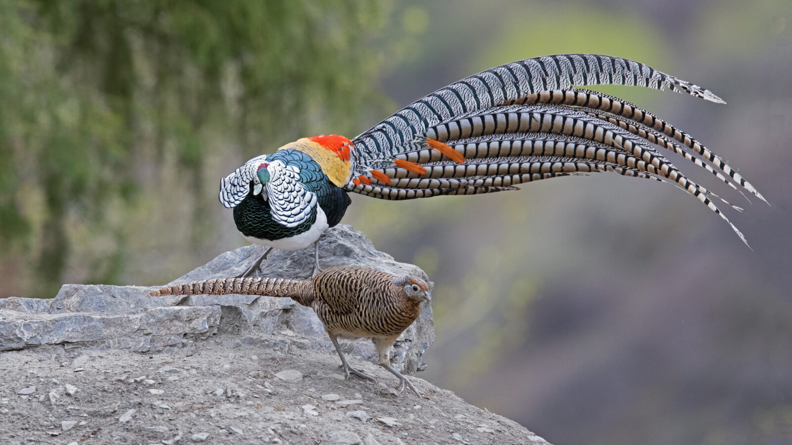 Lady Amherst’s Pheasant