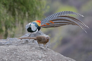 Lady Amherst’s Pheasant