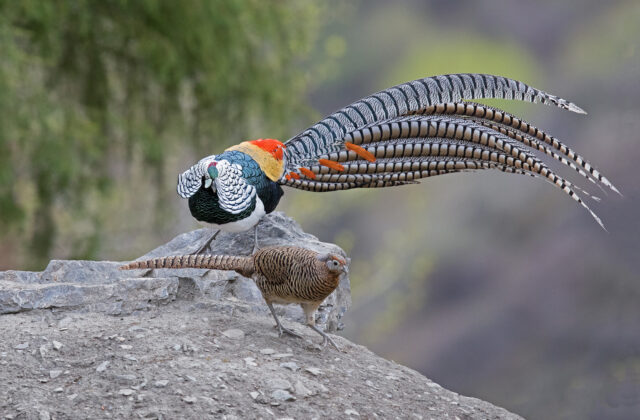 Lady Amherst’s Pheasant