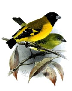 Saffron Siskin