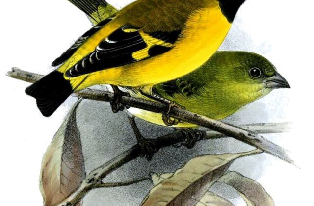 Saffron Siskin