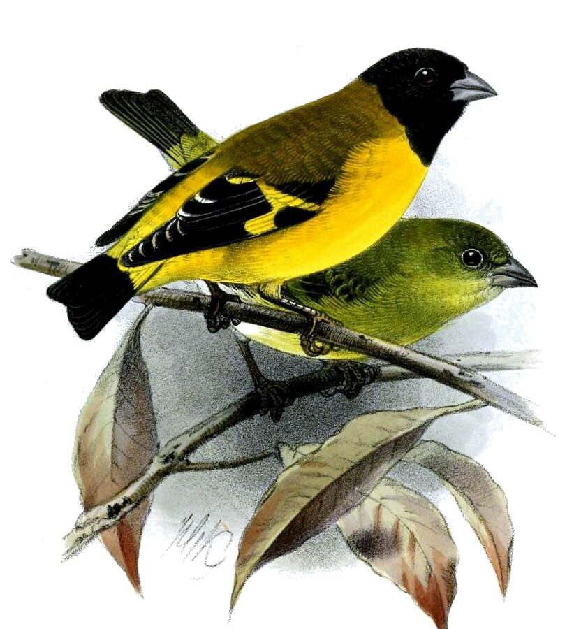 Saffron Siskin