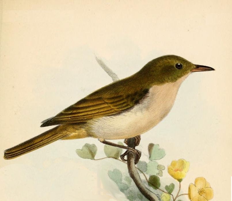 Scarlet-and-white Tanager