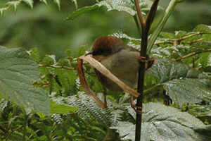 Chubb’s Cisticola