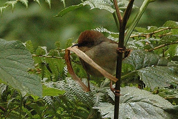 Chubb’s Cisticola