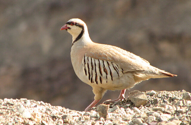 Chukar Partridge