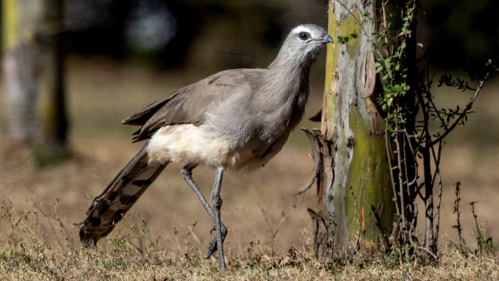 Black-legged Seriema