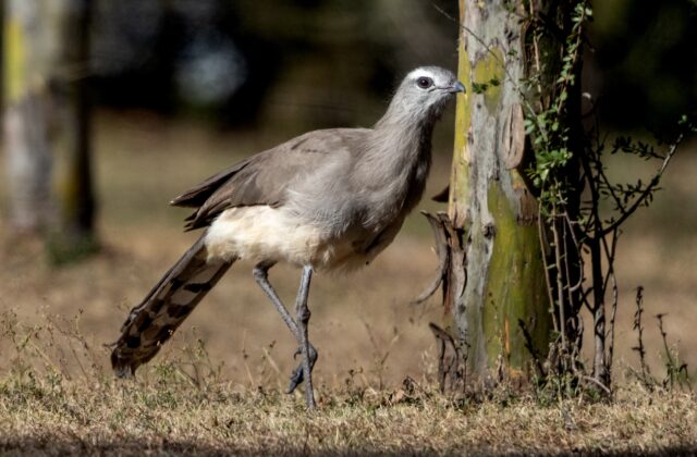 Black-legged Seriema
